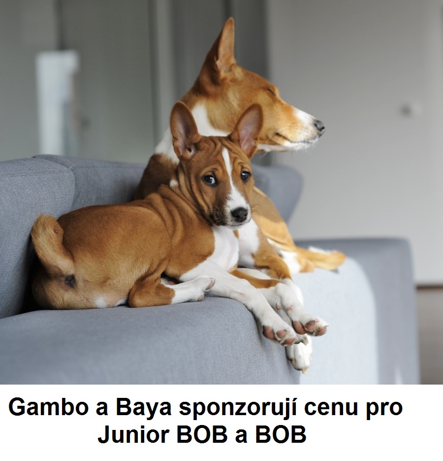 www.gambo.cz