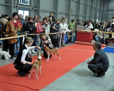 Gambo a Kotten - CACIB