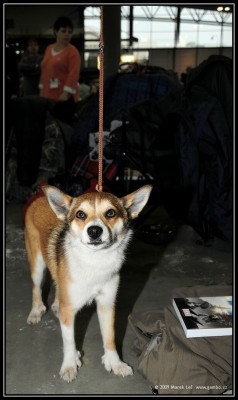 7.2. - lundehund 7.2. - lundehund
