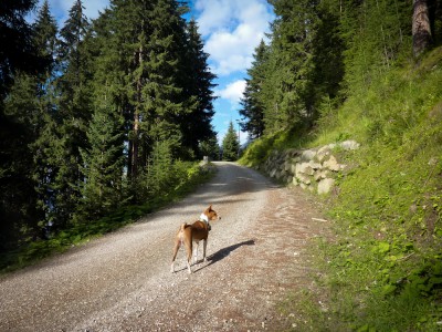 Gambo turista