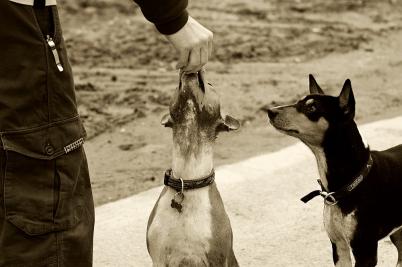 Zasloužená odměna