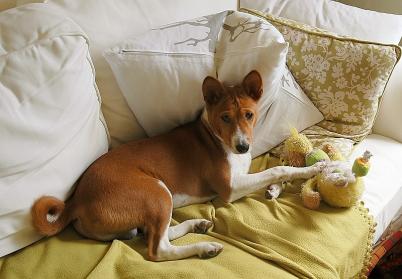 Utrápený basenji